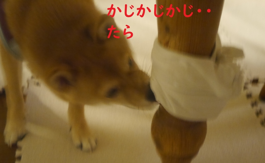 f:id:hanatara:20180901201917j:plain f:id:hanatara:20180901201917j:plain