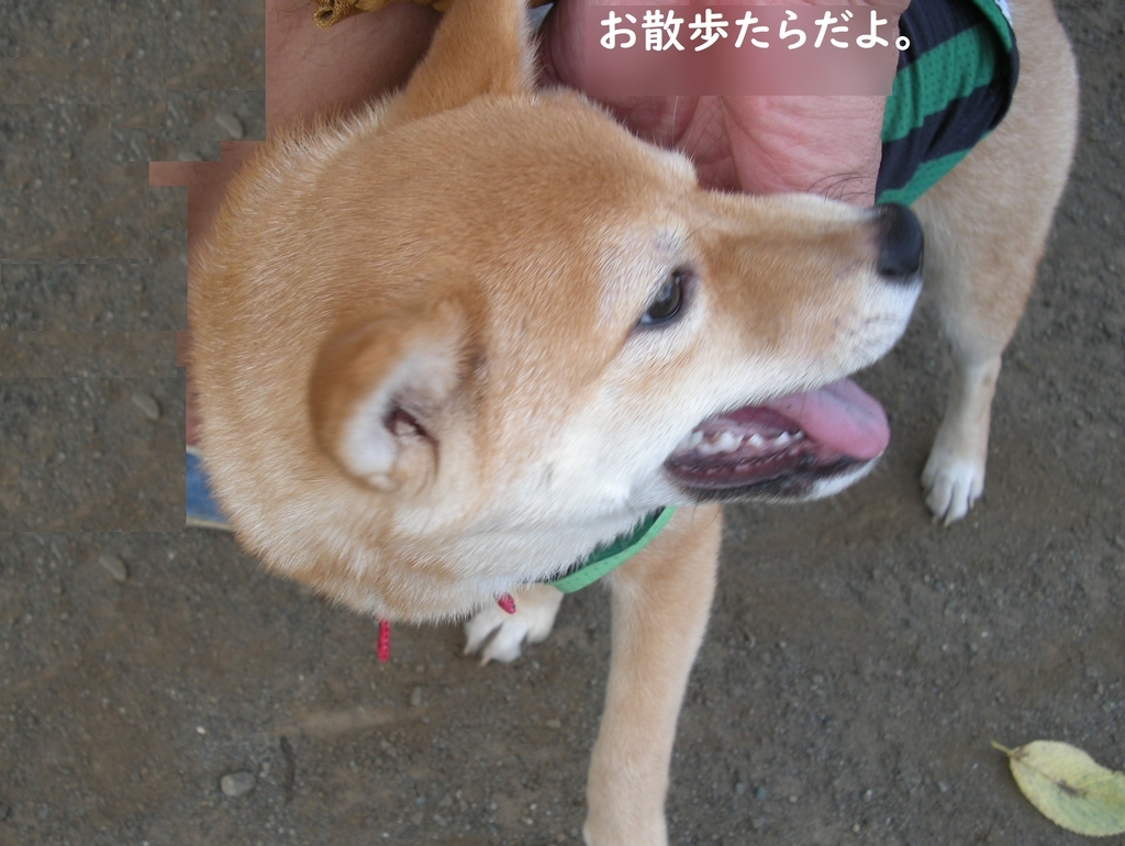 f:id:hanatara:20180901202755j:plain f:id:hanatara:20180901202755j:plain