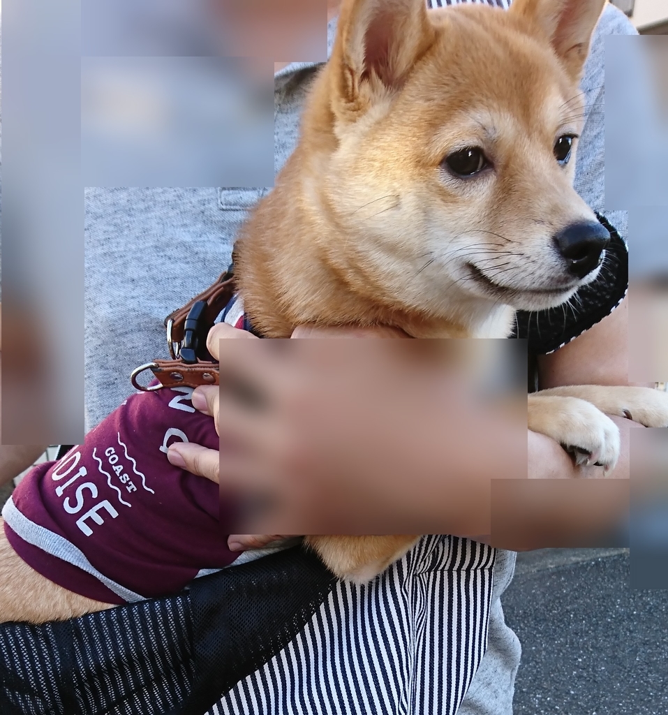 f:id:hanatara:20180903203730j:plain