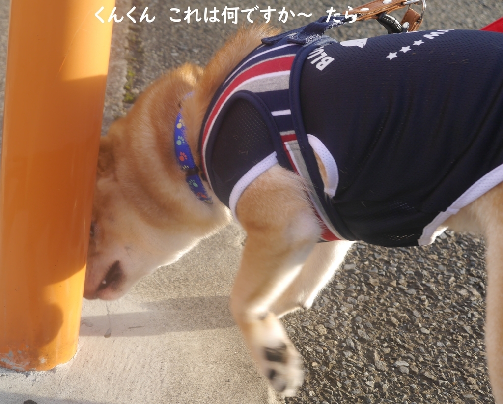 f:id:hanatara:20180908093935j:plain