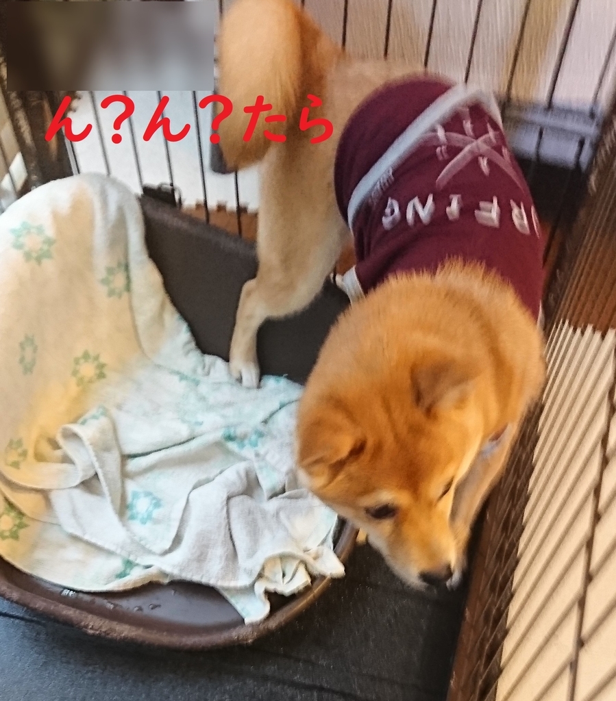 f:id:hanatara:20180912202238j:plain