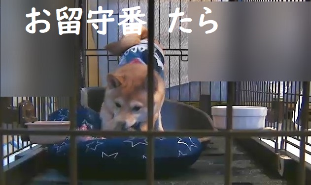 f:id:hanatara:20180915115731j:plain f:id:hanatara:20180915115731j:plain