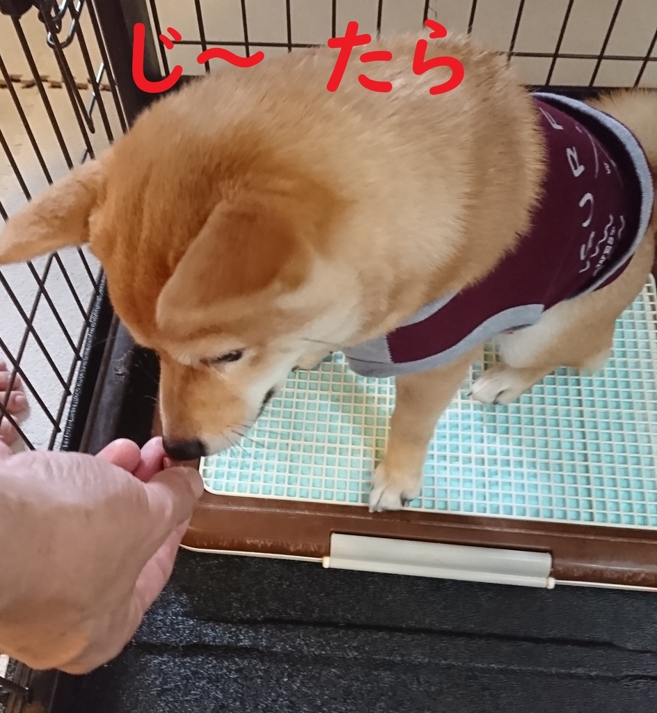 f:id:hanatara:20180915120555j:plain f:id:hanatara:20180915120555j:plain