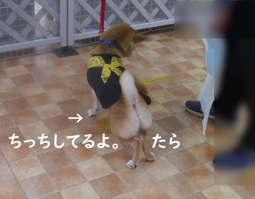f:id:hanatara:20180917132946j:plain