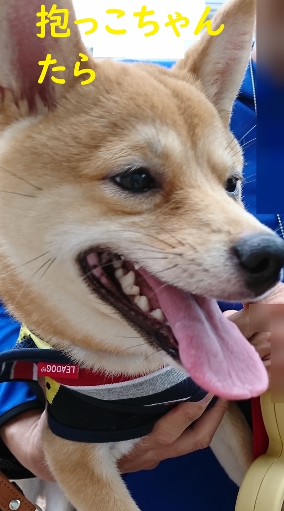 f:id:hanatara:20180923135645j:plain