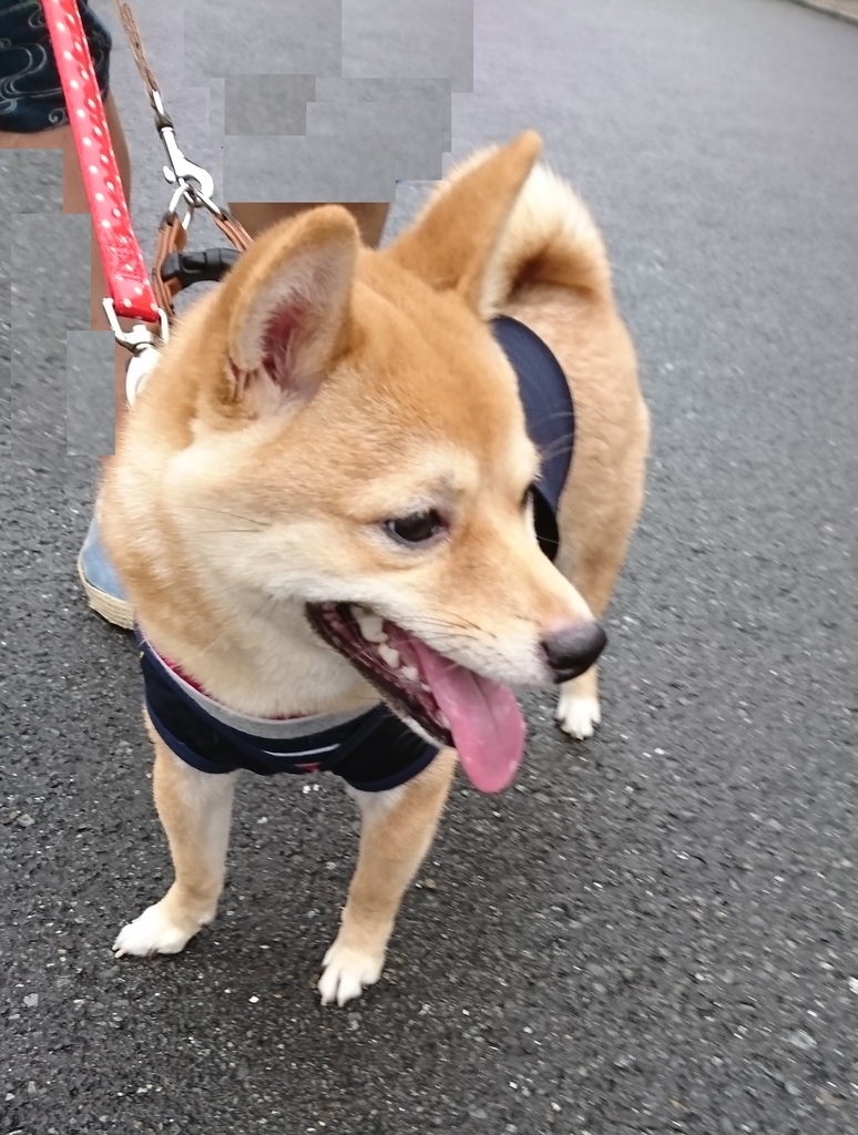 f:id:hanatara:20180923140016j:plain