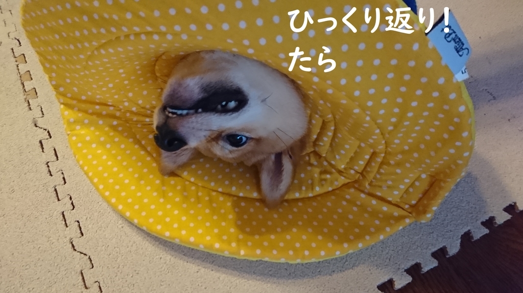f:id:hanatara:20180930100134j:plain