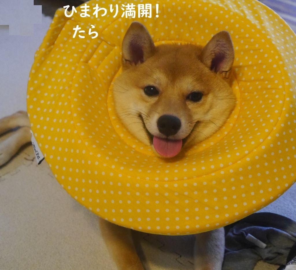 f:id:hanatara:20180930101113j:plain