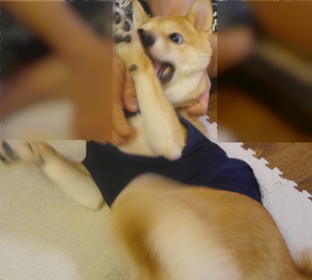 f:id:hanatara:20181007140638j:plain f:id:hanatara:20181007140638j:plain