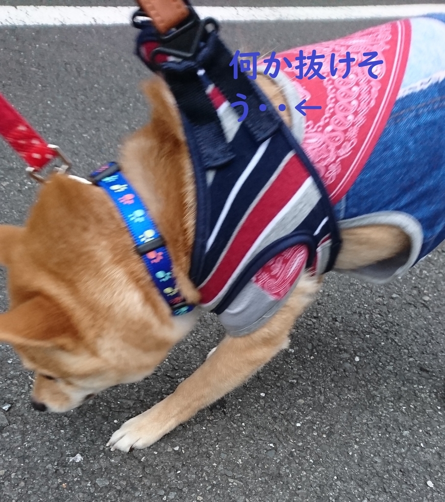 f:id:hanatara:20181014144049j:plain f:id:hanatara:20181014144049j:plain