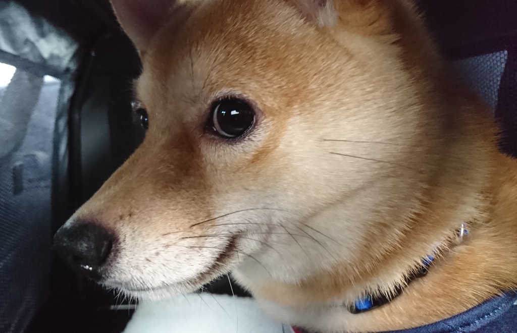 f:id:hanatara:20181014144619j:plain f:id:hanatara:20181014144619j:plain