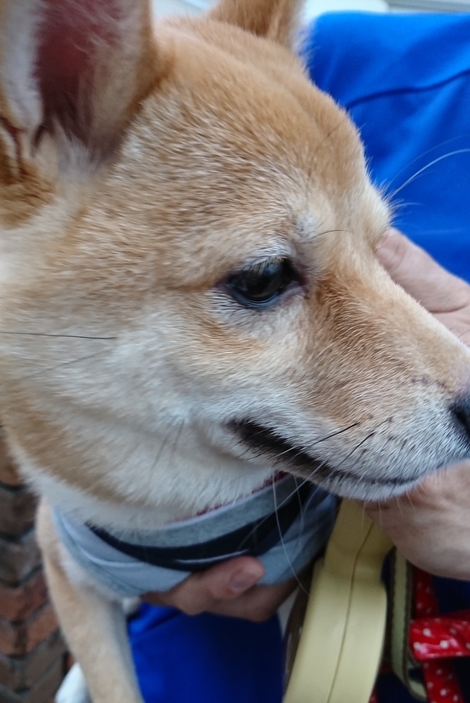 f:id:hanatara:20181014145011j:plain f:id:hanatara:20181014145011j:plain