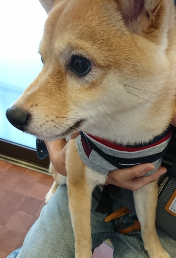 f:id:hanatara:20181020170250j:plain