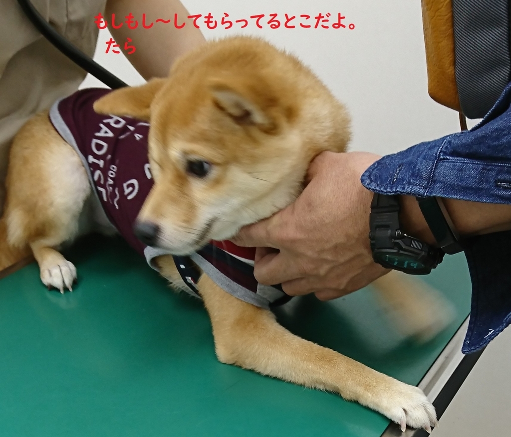 f:id:hanatara:20181020170837j:plain
