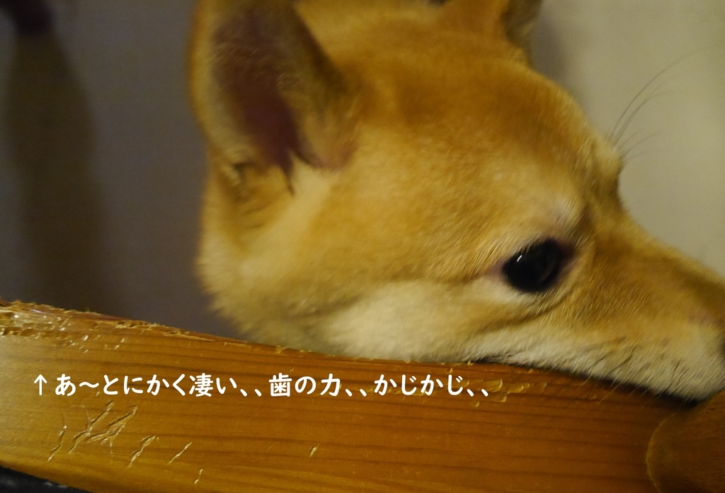 f:id:hanatara:20181021155627j:plain