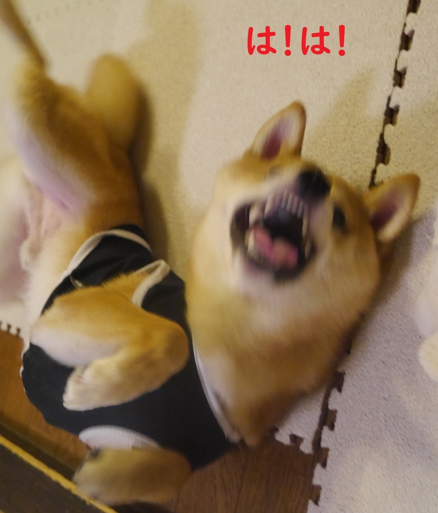 f:id:hanatara:20181022193904j:plain