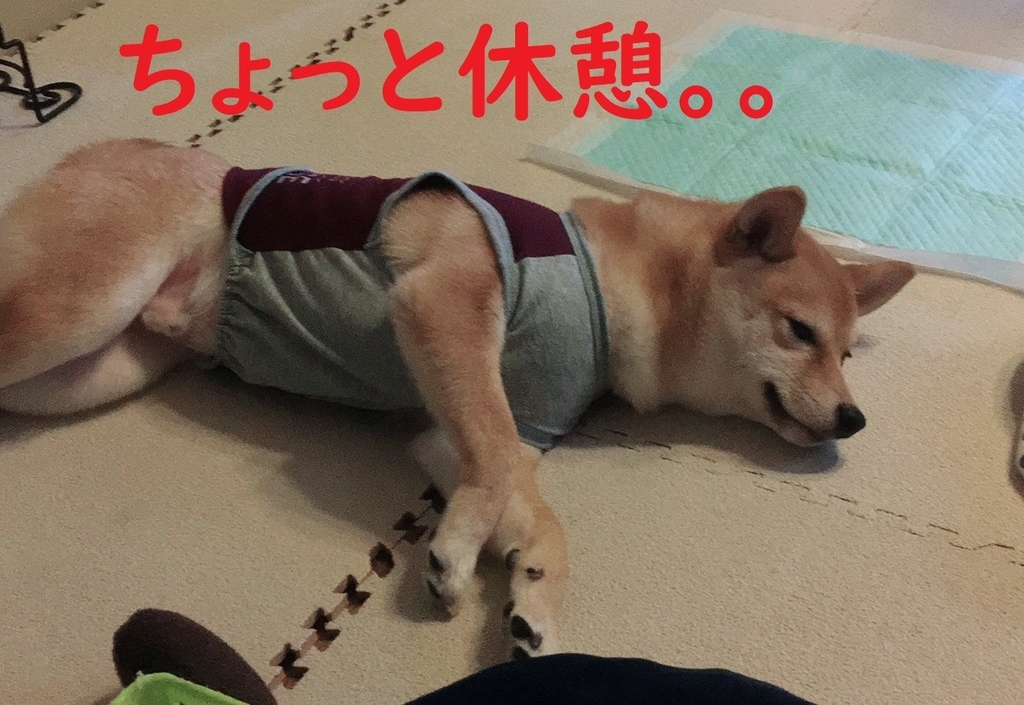 f:id:hanatara:20181030211314j:plain f:id:hanatara:20181030211314j:plain