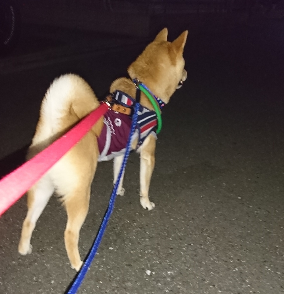 f:id:hanatara:20181030212514j:plain f:id:hanatara:20181030212514j:plain