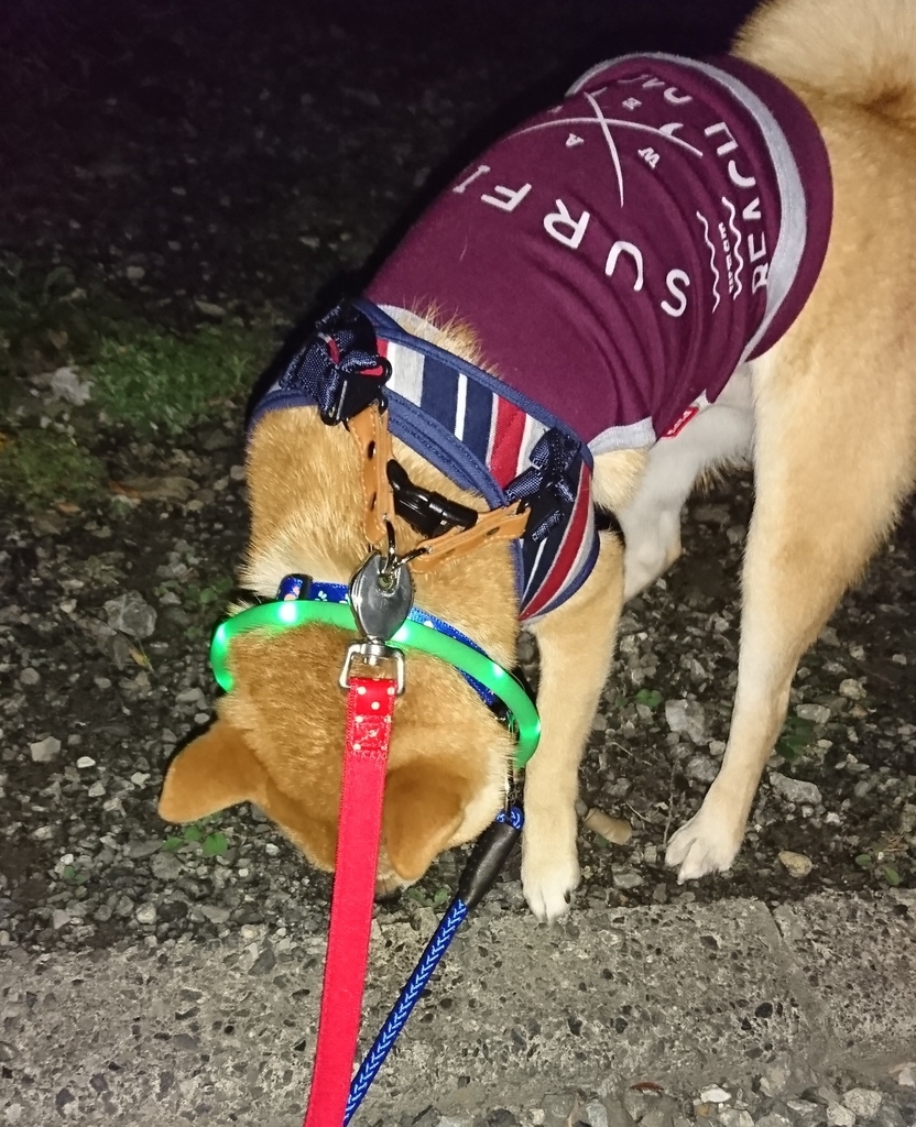 f:id:hanatara:20181030212657j:plain f:id:hanatara:20181030212657j:plain