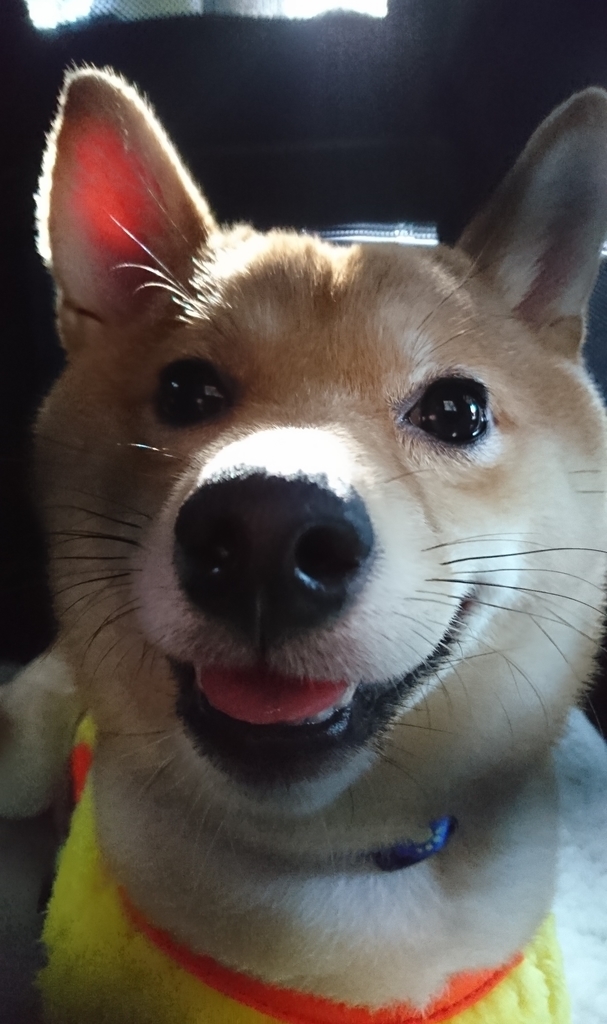 f:id:hanatara:20181106202751j:plain