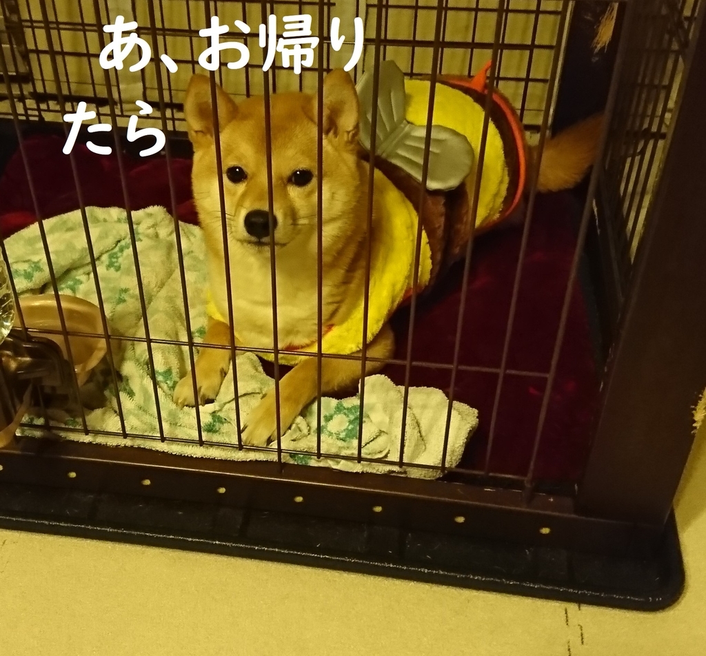f:id:hanatara:20181106203658j:plain