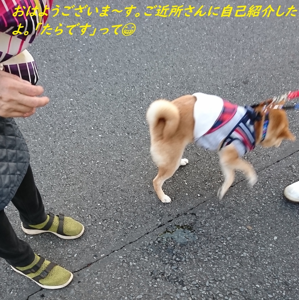f:id:hanatara:20181111093526j:plain