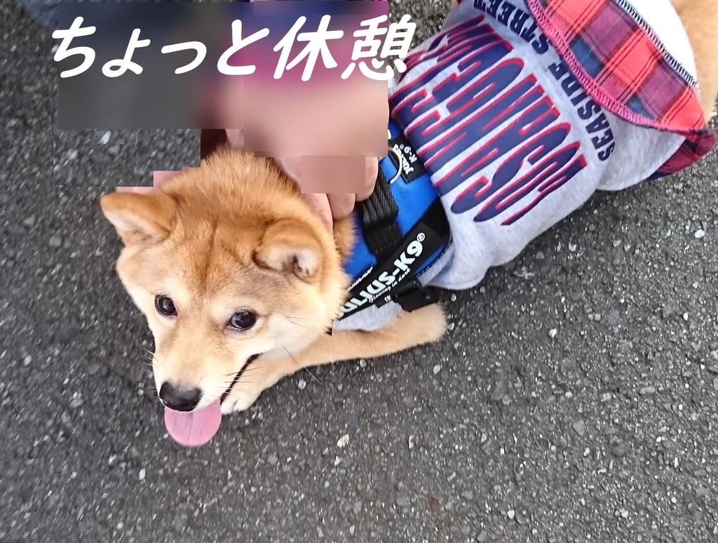 f:id:hanatara:20181117152338j:plain