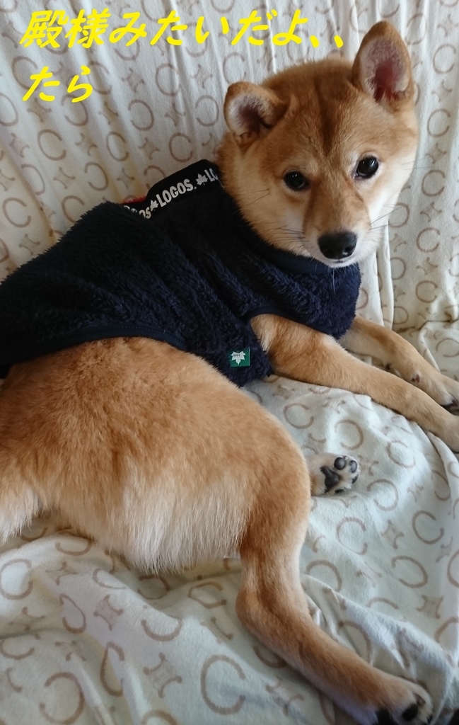 f:id:hanatara:20181118090639j:plain