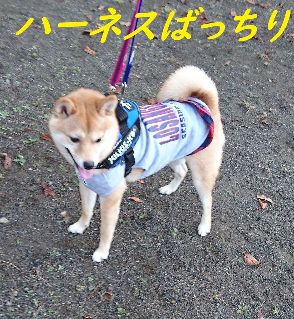 f:id:hanatara:20181118091008j:plain
