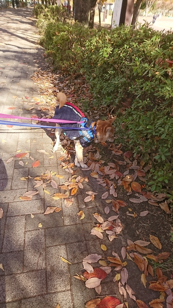 f:id:hanatara:20181124191652j:plain