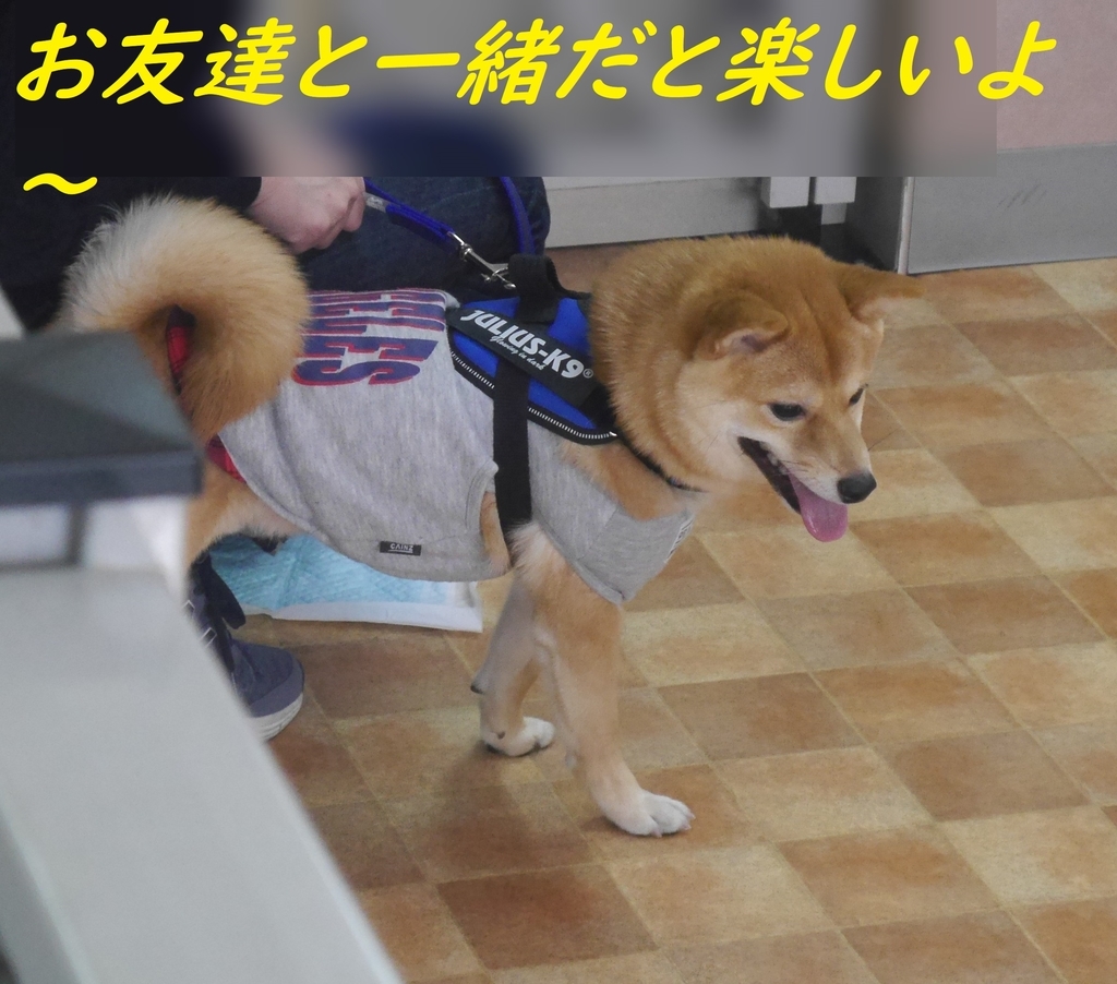 f:id:hanatara:20181128205441j:plain