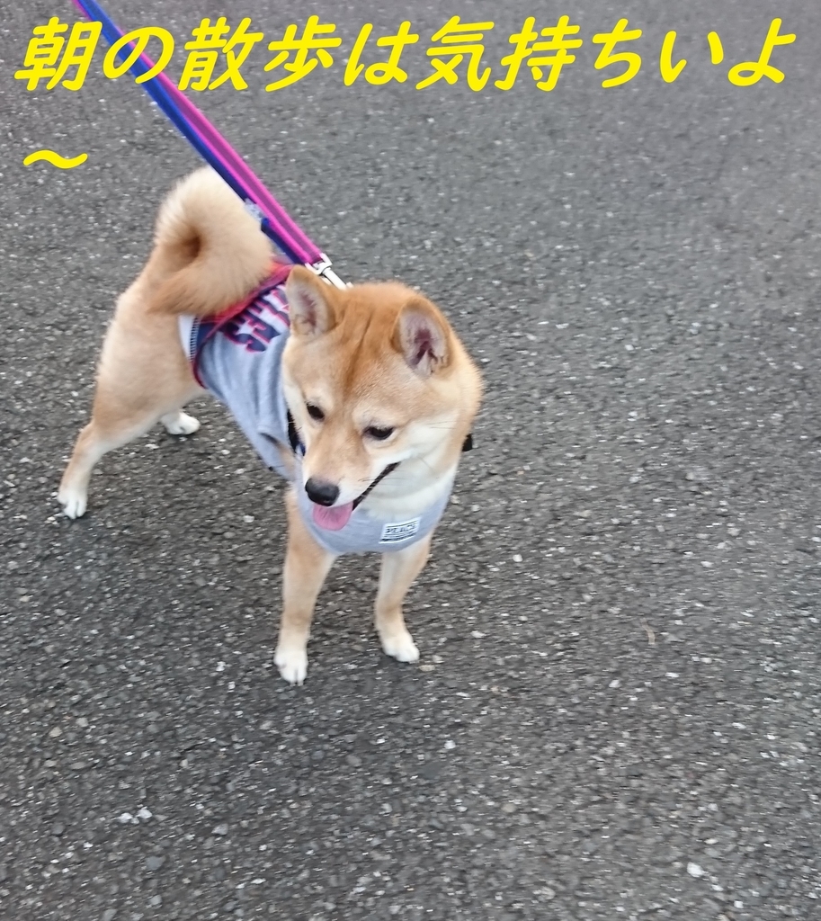 f:id:hanatara:20181201201745j:plain f:id:hanatara:20181201201745j:plain