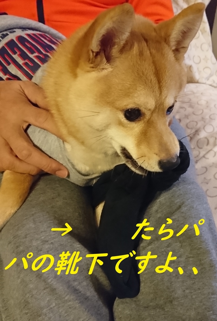 f:id:hanatara:20181201202358j:plain f:id:hanatara:20181201202358j:plain