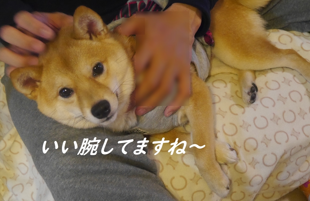 f:id:hanatara:20181201203058j:plain f:id:hanatara:20181201203058j:plain