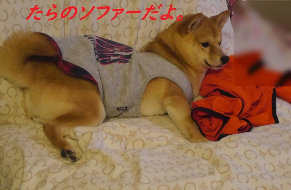 f:id:hanatara:20181201203659j:plain f:id:hanatara:20181201203659j:plain