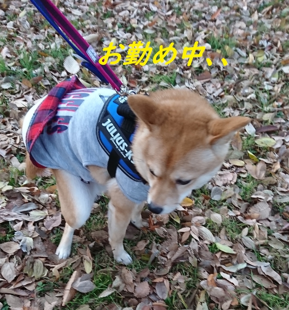 f:id:hanatara:20181202204159j:plain