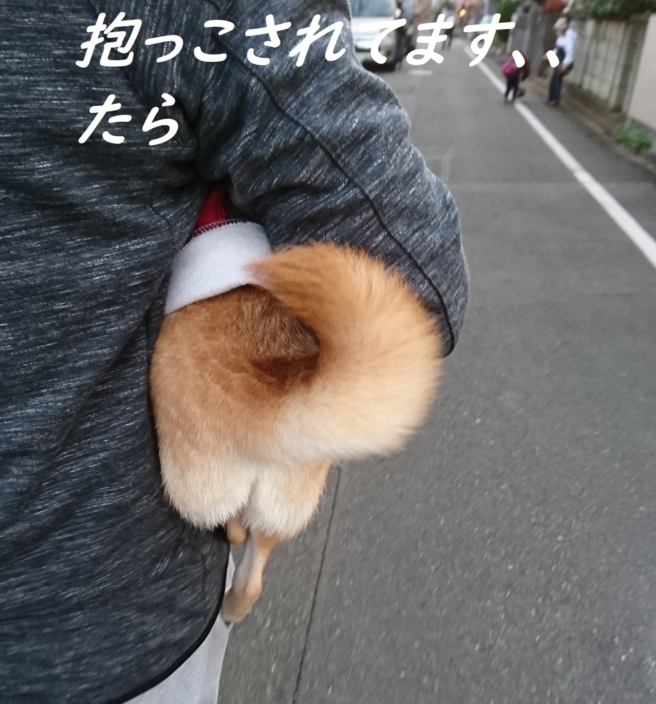 f:id:hanatara:20181202204319j:plain