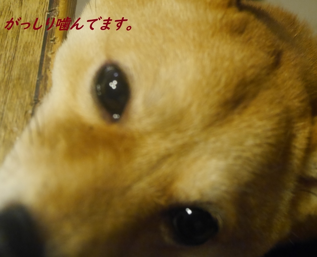 f:id:hanatara:20181207200152j:plain