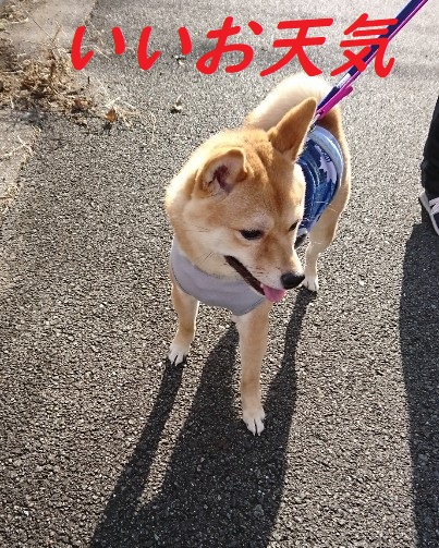 f:id:hanatara:20181210200624j:plain f:id:hanatara:20181210200624j:plain
