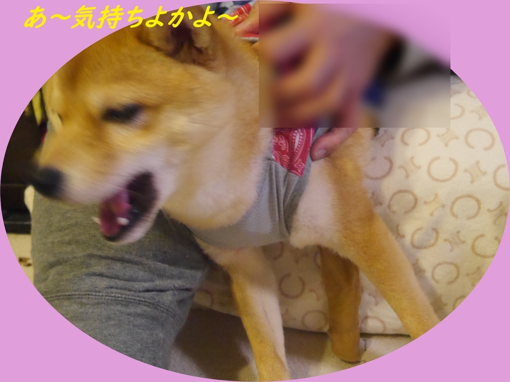 f:id:hanatara:20181220200833j:plain