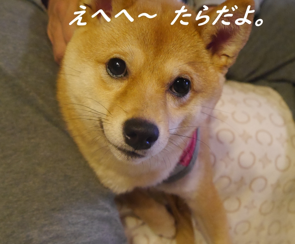f:id:hanatara:20181220201008j:plain