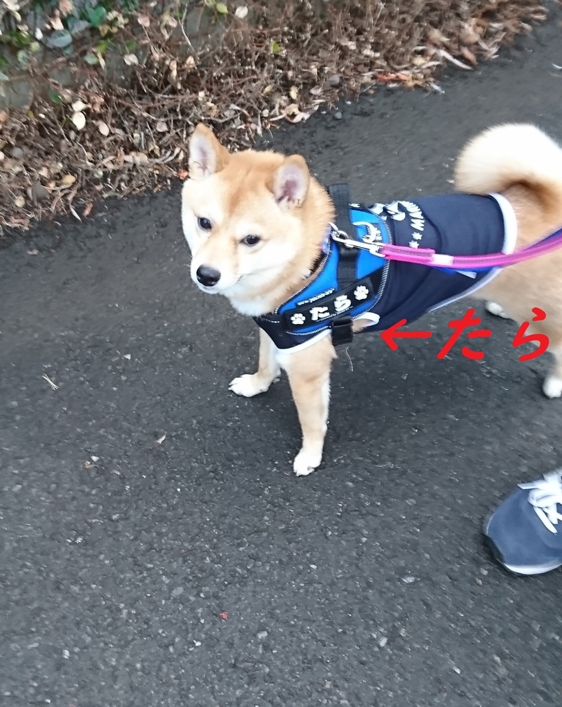 f:id:hanatara:20181223172021j:plain f:id:hanatara:20181223172021j:plain