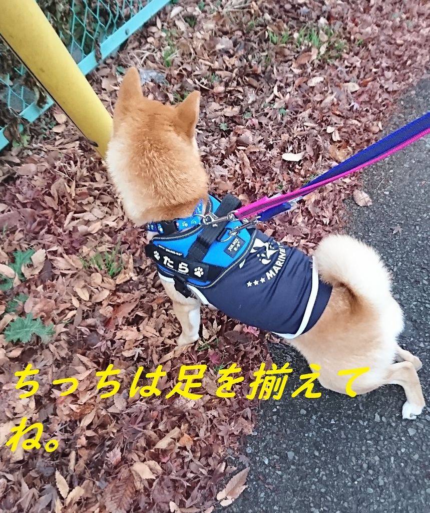 f:id:hanatara:20181223172526j:plain f:id:hanatara:20181223172526j:plain