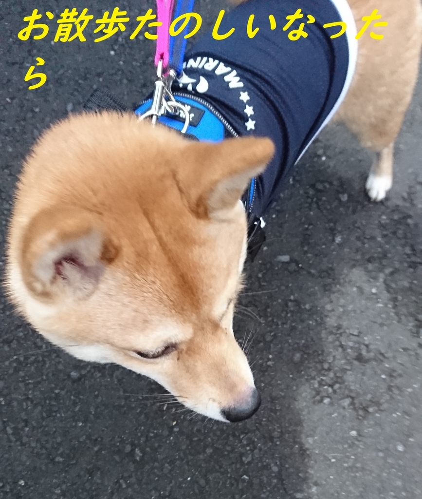 f:id:hanatara:20181223172747j:plain f:id:hanatara:20181223172747j:plain