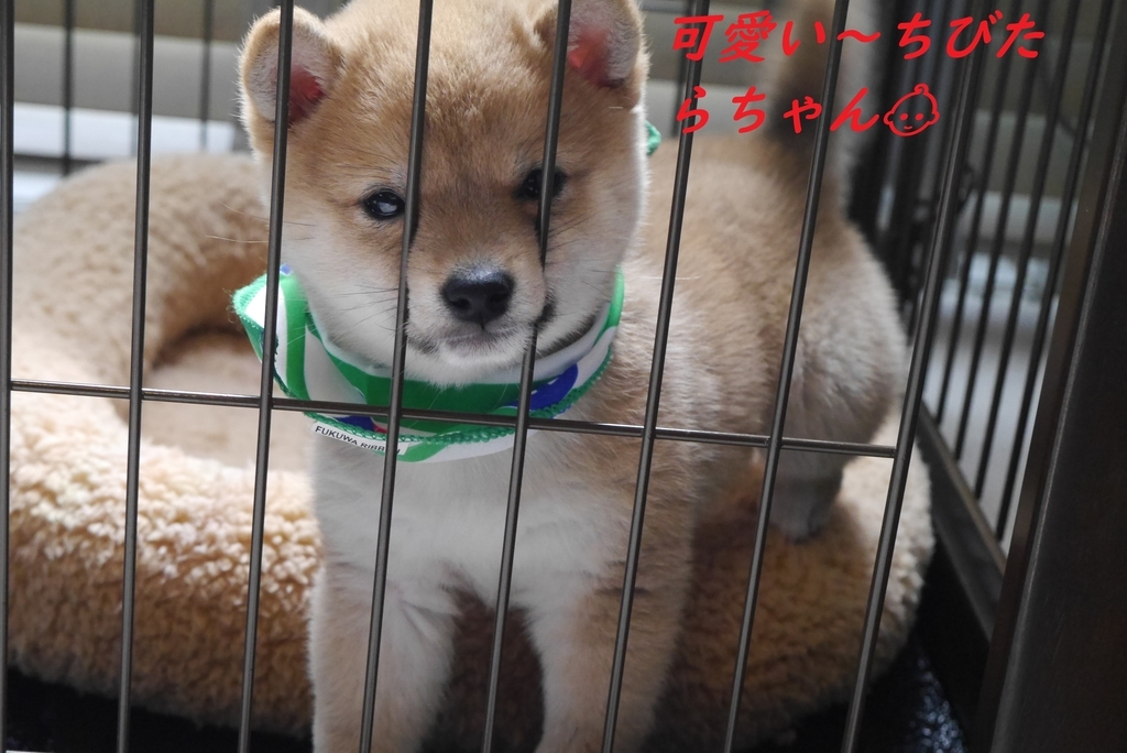 f:id:hanatara:20181224093153j:plain