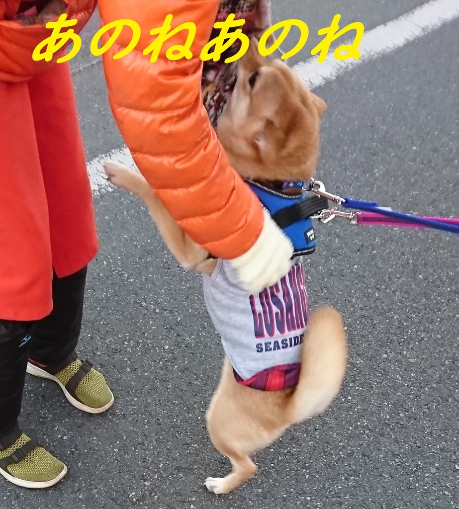 f:id:hanatara:20181230171109j:plain f:id:hanatara:20181230171109j:plain