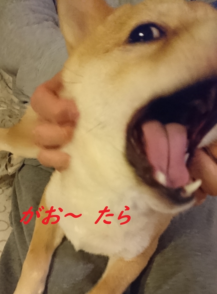 f:id:hanatara:20181230171730j:plain f:id:hanatara:20181230171730j:plain