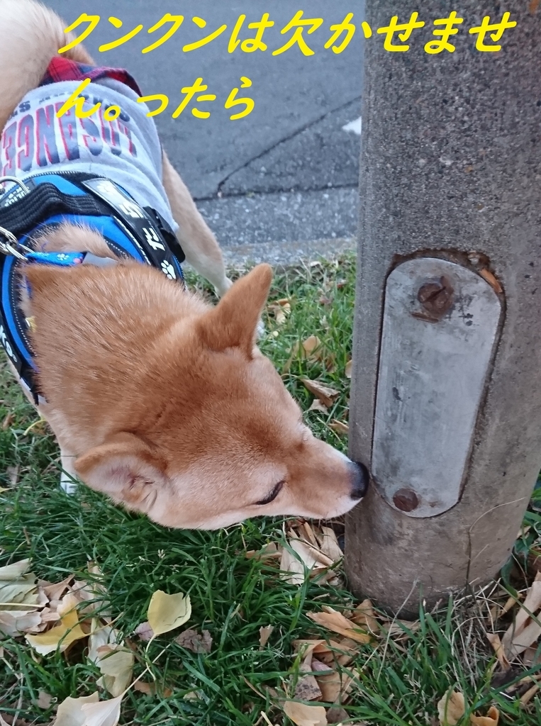 f:id:hanatara:20181231145048j:plain