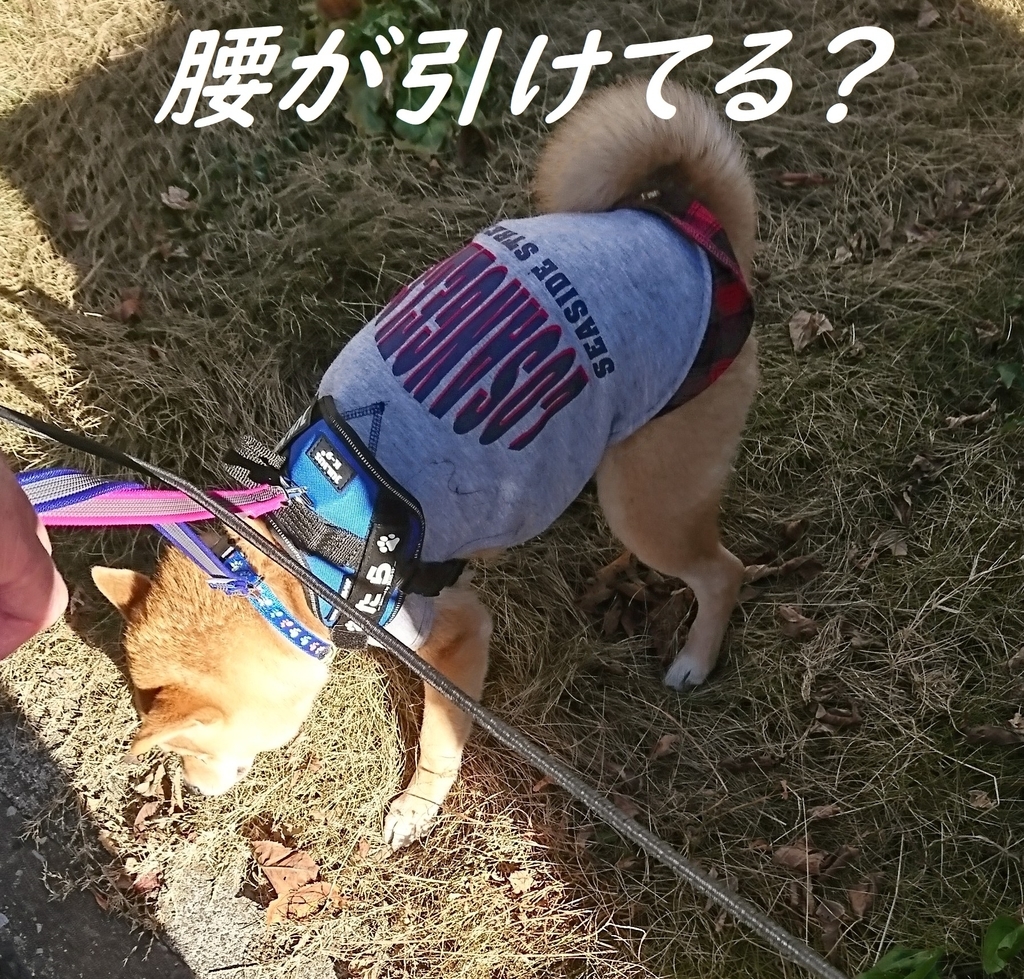 f:id:hanatara:20181231145311j:plain