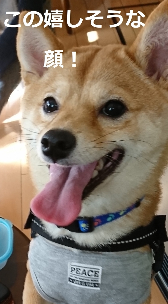f:id:hanatara:20190103093755j:plain